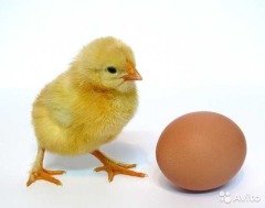 «Яйцо варёное»